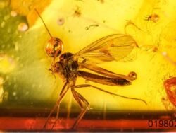 Gintaro inkliuzas - gintarinis suvenyras