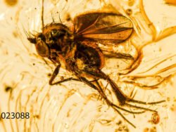 Gintaro inkliuzas - gintarinis suvenyras