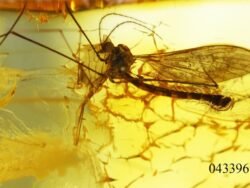 Gintaro inkliuzas - gintarinis suvenyras