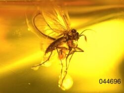 Gintaro inkliuzas - gintarinis suvenyras