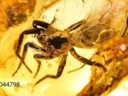 gintarinis suvenyras