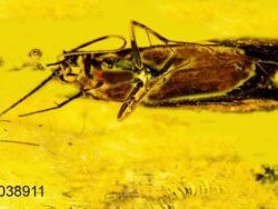 Gintaro inkliuzas - gintarinis suvenyras