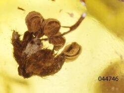 Gintaro inkliuzas - gintarinis suvenyras