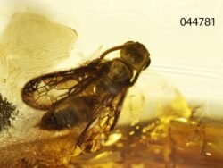 Gintaro inkliuzas - gintarinis suvenyras