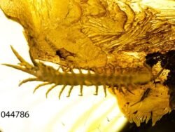 Gintaro inkliuzas - gintarinis suvenyras