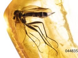 Gintaro inkliuzas - gintarinis suvenyras