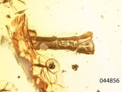 Gintaro inkliuzas - gintarinis suvenyras