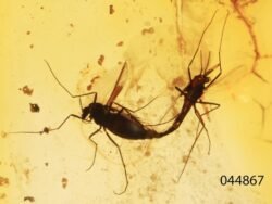 Gintaro inkliuzas - gintarinis suvenyras